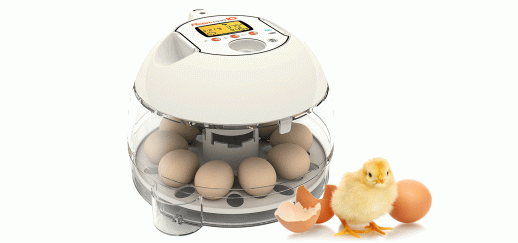 Инкубатор Rcom 10 PRO-Plus