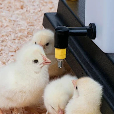 Ниппель поения 360 градусов для цыплят пластик резьба 1/8