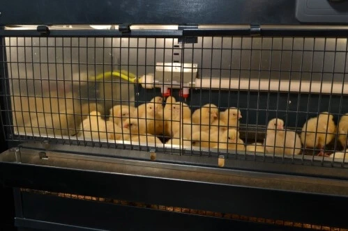 Брудер для цыплят металл