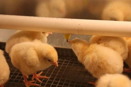 Брудер для цыплят металл