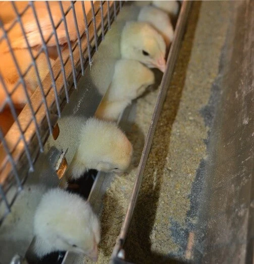 Брудер для цыплят металл