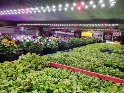 Модуль Фулл Комфорт. Универсальный. Белый свет.