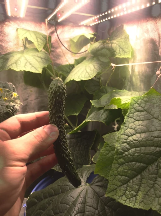 Комплект двойной Quantum line 120 см