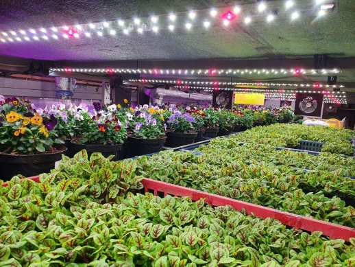 Комплект двойной Quantum line 120 см