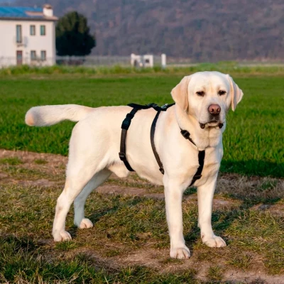 Шлейка Ferplast BRAVE MEDIUM черная нейлон